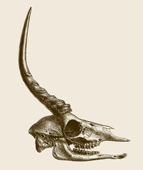 Skull of threatened dibatag ammodorcas clarkei male in side view, after antique copperplate
