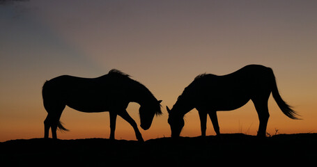 Fototapeta na wymiar Camargue Horse, Horses at Sunrise, Saintes Marie de la Mer in Camargue, in the South of France