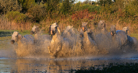 Camargue Horse, Herd trotting or galloping through Swamp, Saintes Marie de la Mer in Camargue, in the South of France