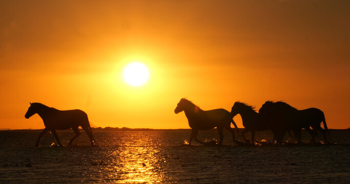 Camargue Horse, Herd trotting or galloping in Ocean at Sunrise, Saintes Marie de la Mer in Camargue, in the South of France