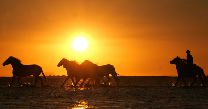 Camargue Horse, Herd trotting or galloping in Ocean at Sunrise, Saintes Marie de la Mer in Camargue, in the South of France