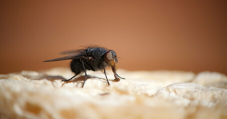 Fly standing on a Piece of Cheese, Normandy in France