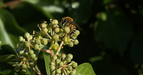 European Honey Bee, apis mellifera, Adult gathering pollen on Ivy's Flower, hedera helix, Normandy