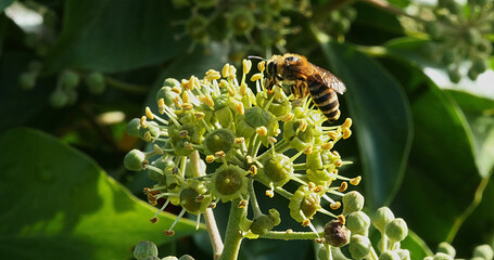 European Honey Bee, apis mellifera, Adult gathering pollen on Ivy's Flower, hedera helix, Normandy