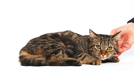 Woman Caressing a Brown Tabby Domestic Cat on White Background