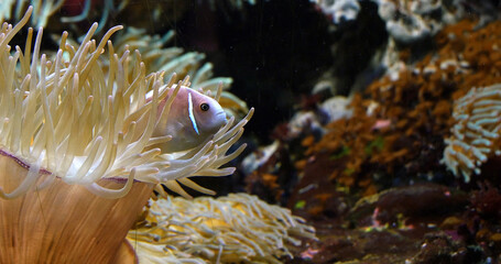 Pink Anemonefish, amphiprion perideraion, standing near Anemone