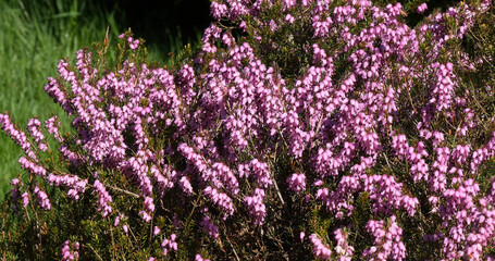 Blooming Heather in Normandy in France