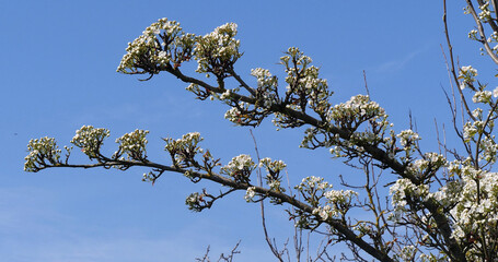 Branch of Apple Tree in Flowers, against blue sky, Normandy