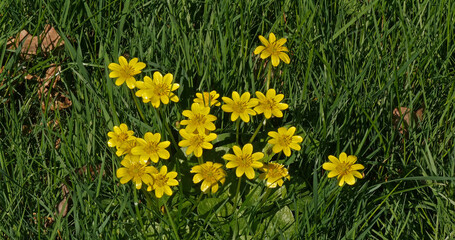 Fototapeta premium Yellow Flowers in the Wind, Normandy in France