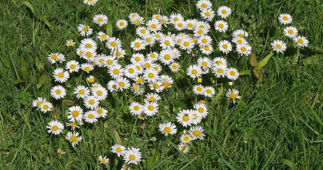 Daisies, Bellis perennis, Normandy in France © slowmotiongli