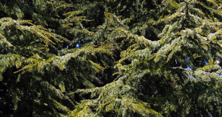 Cedar of Lebanon, cedrus sp., Normandy in France