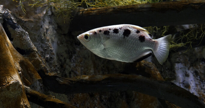 Archer Fish, toxotes jaculatrix, Archer Fish, toxotes jaculatrix