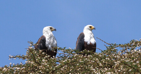 African Fish-Eagle, haliaeetus vocifer, Pair singing at the top of the Tree, Naivasha Lake in Kenya