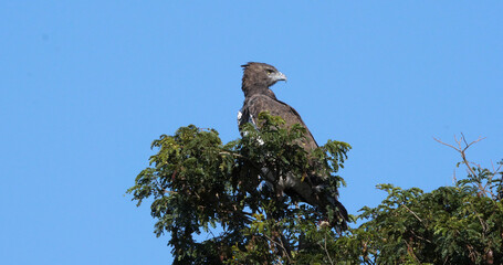 Martial Eagle, polemaetus bellicosus, Adult perched on the top of Tree, Masai Mara Park in Kenya