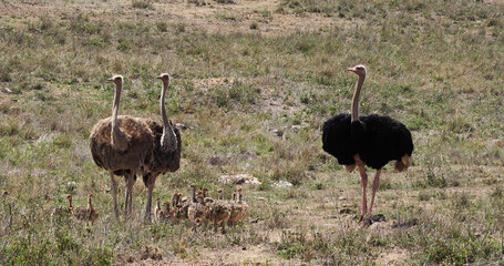 Naklejka premium Ostrich, struthio camelus, Male, female and Chicks walking through Savannah, Nairobi National Park in Kenya