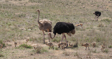 Naklejka premium Ostrich, struthio camelus, Male, female and Chicks walking through Savannah, Nairobi National Park in Kenya