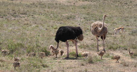 Ostrich, struthio camelus, Male, female and Chicks walking through Savannah, Nairobi National Park in Kenya