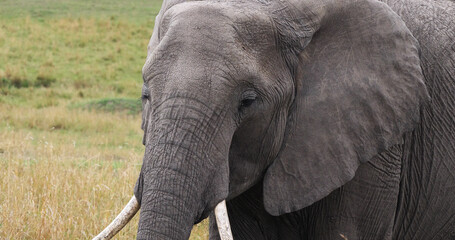 African Elephant, loxodonta africana, Portrait of Adult, Masai Mara Park in Kenya