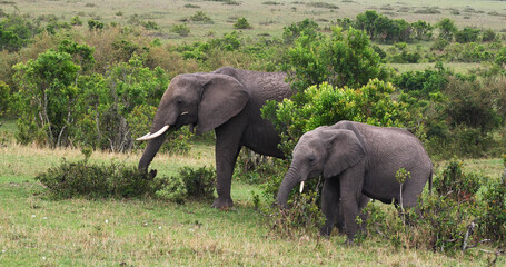 African Elephant, loxodonta africana, Group in the Bush, Masai Mara Park in Kenya