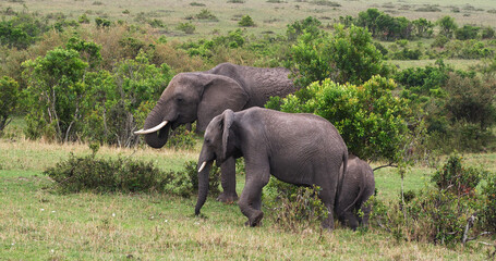 African Elephant, loxodonta africana, Group in the Bush, Masai Mara Park in Kenya