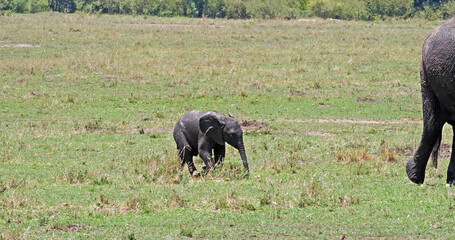 African Elephant, loxodonta africana, Mother and calf, Masai Mara Park in Kenya