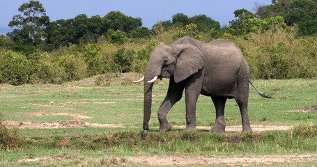 African Elephant, loxodonta africana, Adult in the Bush, Masai Mara Park in Kenya