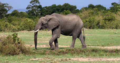 African Elephant, loxodonta africana, Adult in the Bush, Masai Mara Park in Kenya
