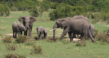 African Elephant, loxodonta africana, Group in the Bush, Masai Mara Park in Kenya