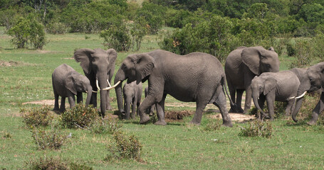 Naklejka na ściany i meble African Elephant, loxodonta africana, Group in the Bush, Masai Mara Park in Kenya