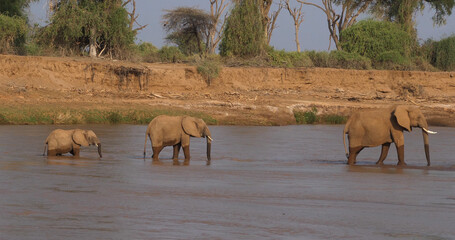 African Elephant, loxodonta africana, Group crossing River, Samburu Park in Kenya