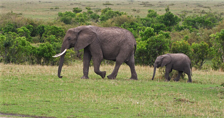 Naklejka na ściany i meble African Elephant, loxodonta africana, Mother and calf, Masai Mara Park in Kenya