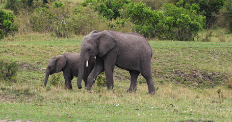 Naklejka na ściany i meble African Elephant, loxodonta africana, Mother and calf, Masai Mara Park in Kenya