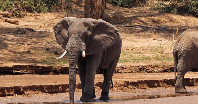 African Elephant, loxodonta africana, crossing River, Samburu Park in Kenya