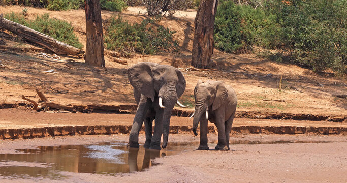 African Elephant, loxodonta africana, crossing River, Samburu Park in Kenya