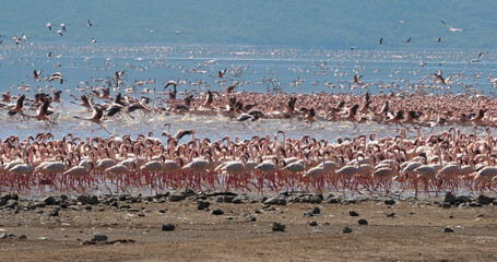 Lesser Flamingo, phoenicopterus minor, Group in Flight, Colony at Bogoria Lake in Kenya