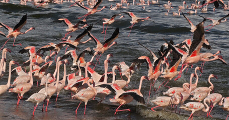 Obraz premium Lesser Flamingo, phoenicopterus minor, Group in Flight, Colony at Bogoria Lake in Kenya