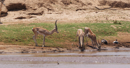 Grant's Gazelle, gazella granti, Group drinking Water at River, Samburu Park in Kenya