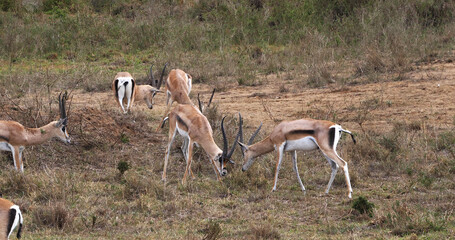 Grant's Gazelle, gazella granti, Group at Nairobi Park in Kenya
