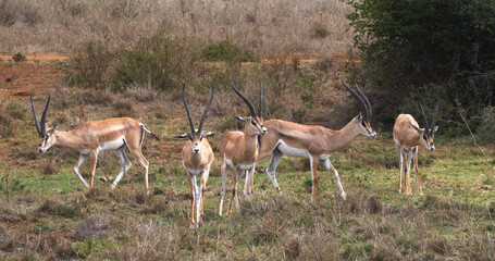 Naklejka na ściany i meble Grant's Gazelle, gazella granti, Group at Nairobi Park in Kenya