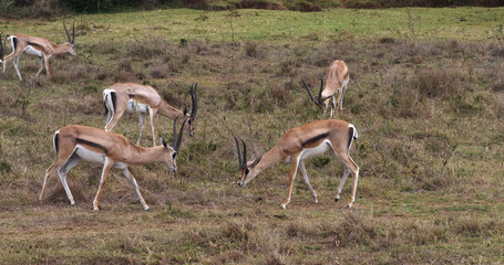 Grant's Gazelle, gazella granti, Group at Nairobi Park in Kenya