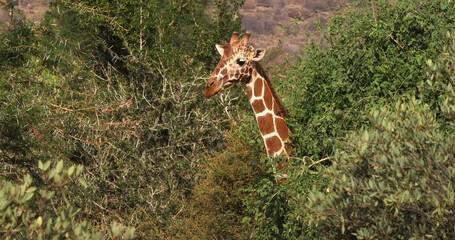 Reticulated Giraffe, giraffa camelopardalis reticulata, Adult eating Leaves in the Bush, Samburu park in Kenya