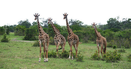 Naklejka na ściany i meble Masai Giraffe, giraffa camelopardalis tippelskirchi, Group standing in Savanna, Masai Mara Park in Kenya