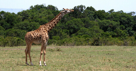 Naklejka na ściany i meble Masai Giraffe, giraffa camelopardalis tippelskirchi, Adult standing in Savanna, Masai Mara Park in Kenya