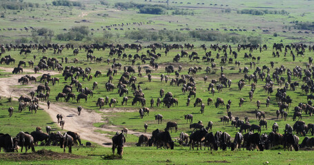 Blue Wildebeest, connochaetes taurinus, Herd during Migration, Masai Mara park in Kenya