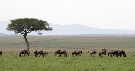 Blue Wildebeest, connochaetes taurinus, Herd during Migration, Masai Mara park in Kenya