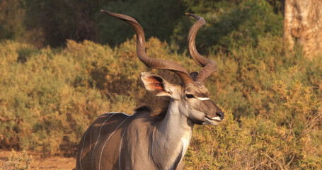 Greater Kudu, tragelaphus strepsiceros, Male standing in Bush, Samburu park in Kenya