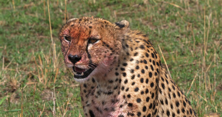 Cheetah, acinonyx jubatus, Adult with Bloody face, with a Kill, a Wildebest, Masai Mara Park in Kenya