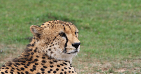 Cheetah, acinonyx jubatus, Portrait of Adult looking around, Masai Mara Park in Kenya