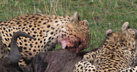 Cheetah, acinonyx jubatus, Adults eating a Kill, a Wildebest, Masai Mara Park in Kenya