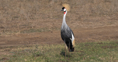 Grey Crowned Crane, balearica regulorum, Adult at Nairobi Park in Kenya